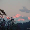 der Monarch im Abendlicht