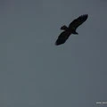 Adler bewacht den Gipfel